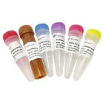 Vazyme TUNEL BrightRed Apoptosis Detection Kit (A113)