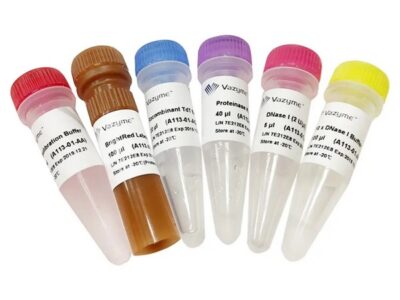 Vazyme TUNEL BrightRed Apoptosis Detection Kit (A113)