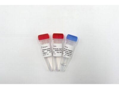 Vazyme Taq Pro Multiplex DNA Polymerase (High specificity) (PM202)