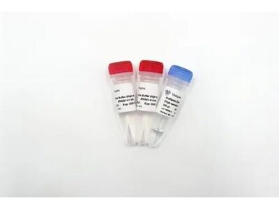 Vazyme Taq Pro Multiplex DNA Polymerase (PM201)