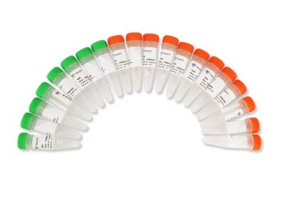 Vazyme TruePrep Index Kit V2 for Illumina (TD202)