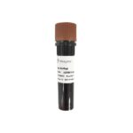 Vazyme Ultra GelRed (10,000 ×) (GR501)
