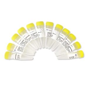 Vazyme VAHTS AmpSeq Adapters for Illumina (NA111)