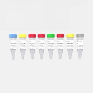 Vazyme VAHTS AmpSeq Library Prep Kit V3 (NA210)