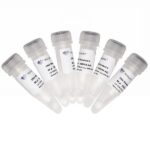 NQ105:VAHTS Library Quantification Kit for IIIumina DNA Standard 1-6