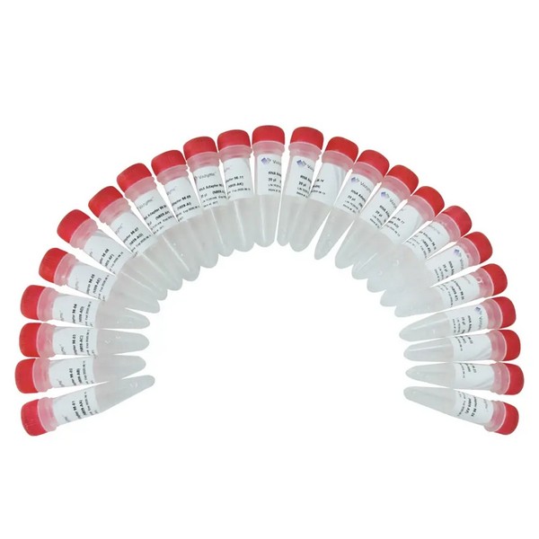 Vazyme VAHTS RNA Adapters Set 3 – Set 6 for Illumina (N809-N812) Vazyme VAHTS RNA Adapters Set 3 – Set 6 for Illumina (N809-N812)