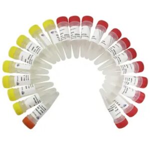 Vazyme VAHTS RNA Multiplex Oligos set 1 for Illumina (N323-N324)