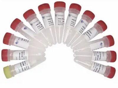 Vazyme VAHTS Small RNA Index Primer Kit for Illumina (N813-N816)