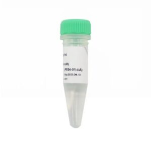 Vazyme dATP (100 mM) (P034-01)