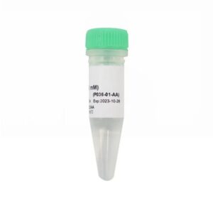 Vazyme dCTP (100 mM) (P036-01)