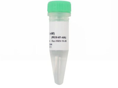 Vazyme dCTP (100 mM) (P036-01)