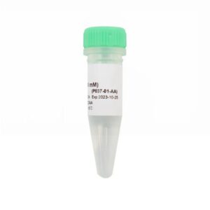 Vazyme dGTP (100 mM) (P037-01)