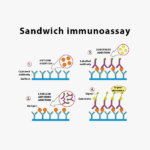 Anti-DYKDDDDK-Tag Human IgG1 Monoclonal Antibody PA000274.h1