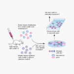 DYKDDDDK-Tag Antibody