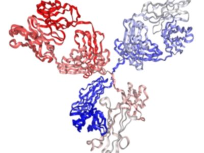 In Vivo Grade Recombinant Anti-mouse PD-1 VEGF-A Bispecific Antibody, Mouse IgG2c LALAPG Kappa (Clone 29F.1A12.1 B20-4.1.1.1) PA008015.m2cLA Syd Labs