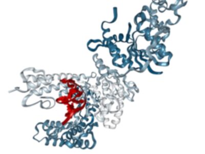 In Vivo Grade Recombinant Anti-mouse PD-L1 / VEGF-A Bispecific Antibody, Mouse IgG2c LALAPG Kappa (Clone 10F.9G2.1 / B20-4.1.1.1) PA008016.m2cLA Syd Labs