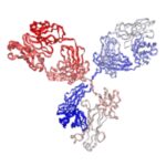 Recombinant Anti-human CD205 (DEC-205) Monoclonal Antibody (HD109), In Vivo PA007678.m1 Syd Labs