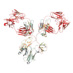 Biotinylated Anti-human Integrin beta7 Antibody (FIB21, Human IgG1 Fc Silent Kappa) PA007787.h1Fs-b Syd Labs | Ushelf