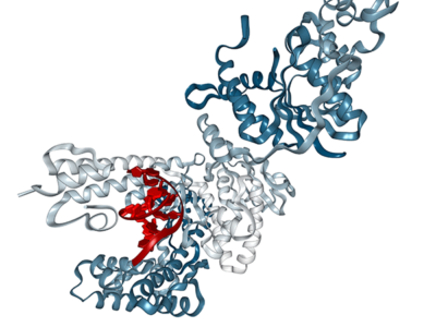 Biotinylated Anti-mouse Ly6GLy6C (Gr-1) Antibody (RB6-8C5, Human IgG1 Fc Silent Kappa) PA007919.h1Fs-b Syd Labs | Ushelf